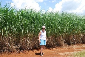 Sugarcane in Bundaberg
