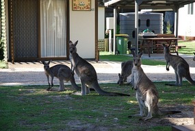 Kangaroos @ South Durras