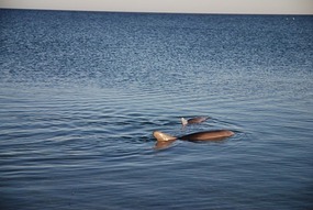 Dolphin