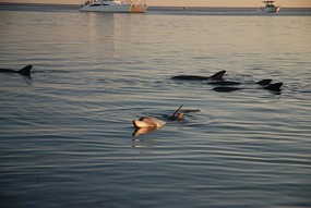 Dolphins @ Monkey Mia