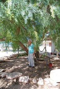 Shade tree @ Cockelbiddy
