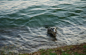 Crocodile