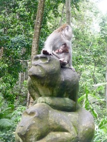 Monkey Forest