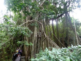 Monkey Forest
