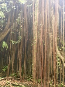 Monkey Forest