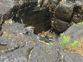 Little Blowhole