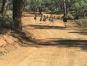 Flinders Ranges