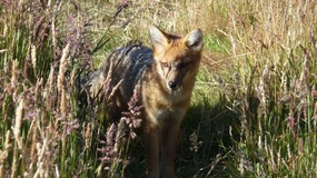 argentinischer Fuchs