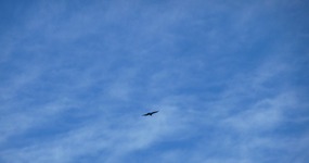 Condor