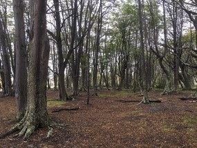 Nationalpark Tierra del Fuego