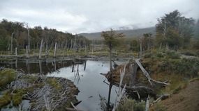 NP Tierra del Fuego