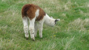 Guanaco