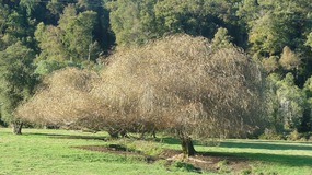wunderbarer Baum