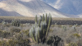 unterwegs im Valle Elqui