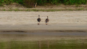 Manu Nationalpark