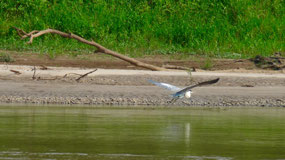 Manu Nationalpark