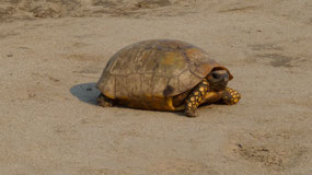 Manu Nationalpark