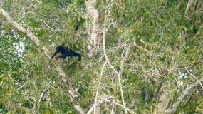 Manu Nationalpark