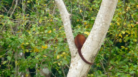 Manu Nationalpark