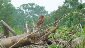 Manu Nationalpark