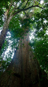 Manu Nationalpark