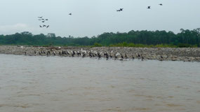 Manu Nationalpark