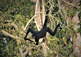 Manu Nationalpark