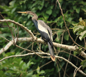 Manu Nationalpark