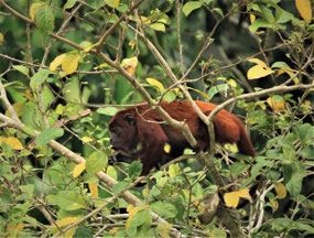 Manu Nationalpark