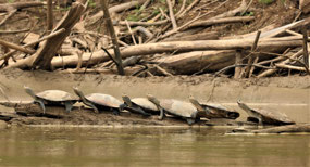 Manu Nationalpark