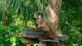 Manu Nationalpark
