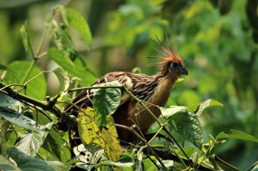 Manu Nationalpark