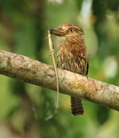 Manu Nationalpark