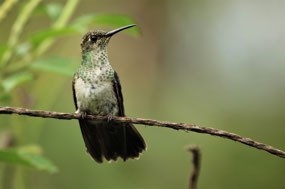 Manu Nationalpark
