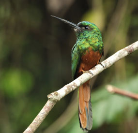 Manu Nationalpark