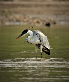 Manu Nationalpark