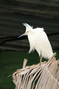 Manu Nationalpark