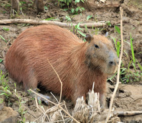 Manu Nationalpark
