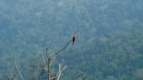 Manu Nationalpark