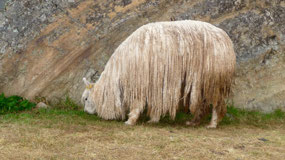 Saqsaywaman