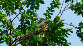 Manu Nationalpark