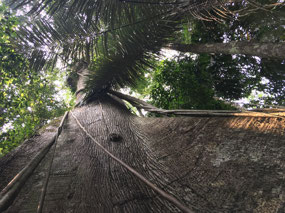 Manu Nationalpark