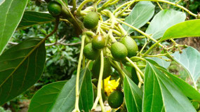 Avocados