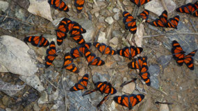 Manu Nationalpark