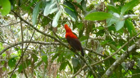 Cock of the Rock Nationalvogel Perus