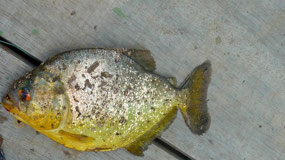 Piranhas