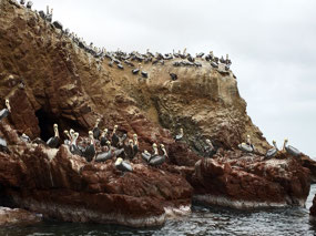 Ballestas - Inseln