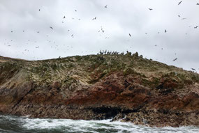 Ballestas - Inseln