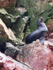 Ballestas - Inseln