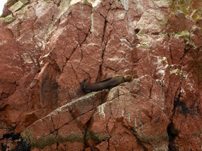 Ballestas - Inseln